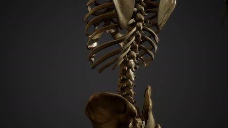 Knochen-Des-Menschlichen-Skeletts